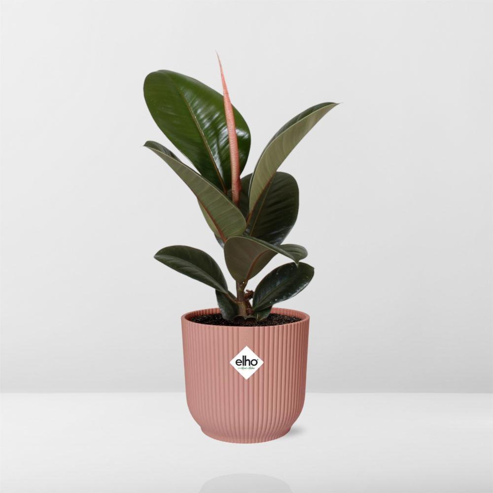Ficus Elastica Robusta kamerplant 14cm roze pot