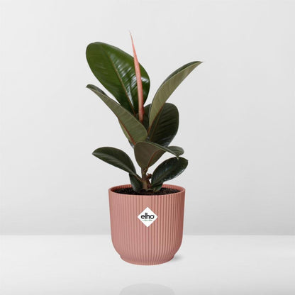 Ficus Elastica Robusta kamerplant 14cm roze pot