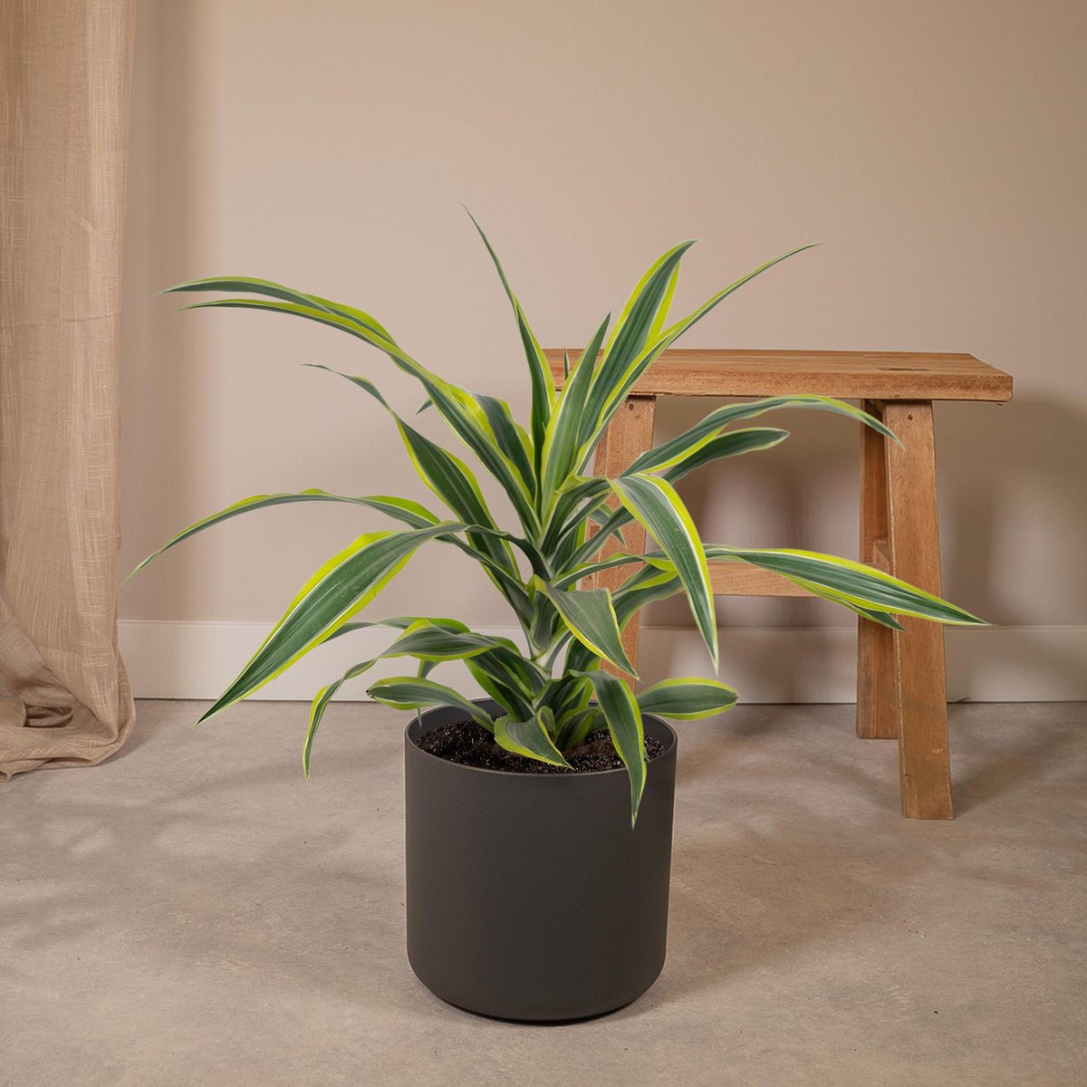 Dracaena Lemon Lime kamerplant Ø17cm ↕40cm