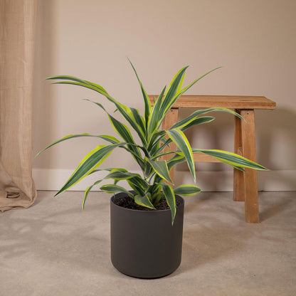 Dracaena Lemon Lime kamerplant Ø17cm ↕40cm