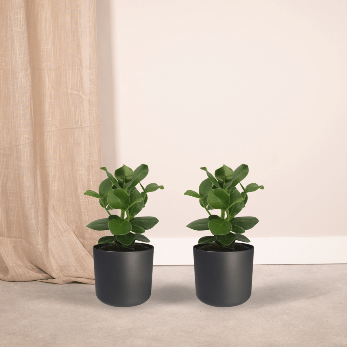 Clusia Princess (Signature Tree) - 2 pieces - Ø12cm - ↕15cm