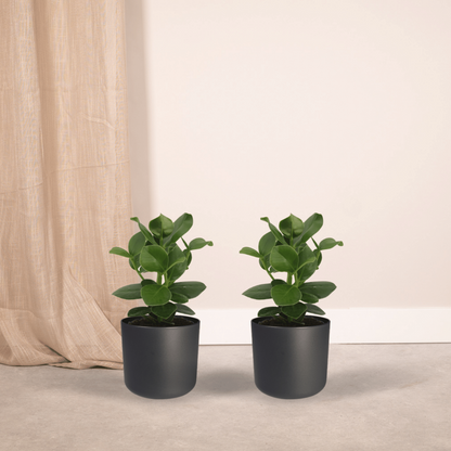 Clusia Princess (Signature Tree) - 2 pieces - Ø12cm - ↕15cm