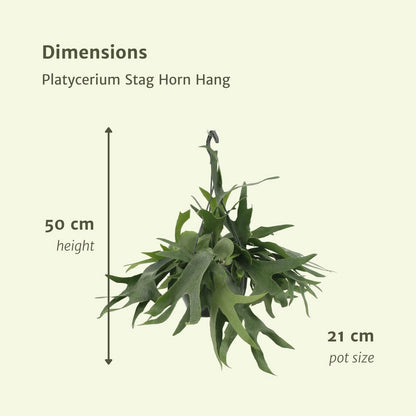 Hertshoornvaren hangend Ø21x50 cm groen