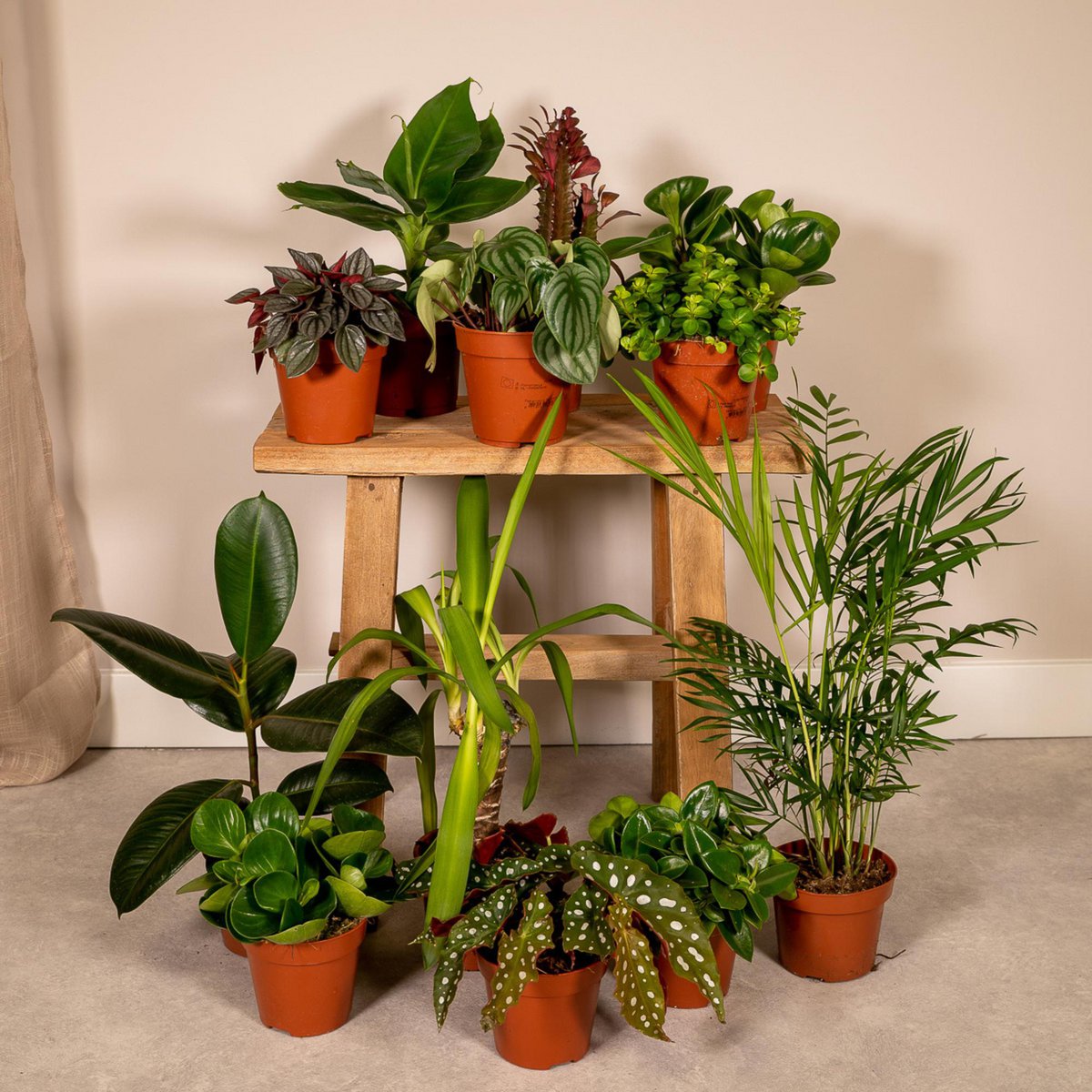 Mix planten Ø12 cm 12 stuks
