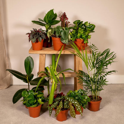 Mix planten Ø12 cm 12 stuks