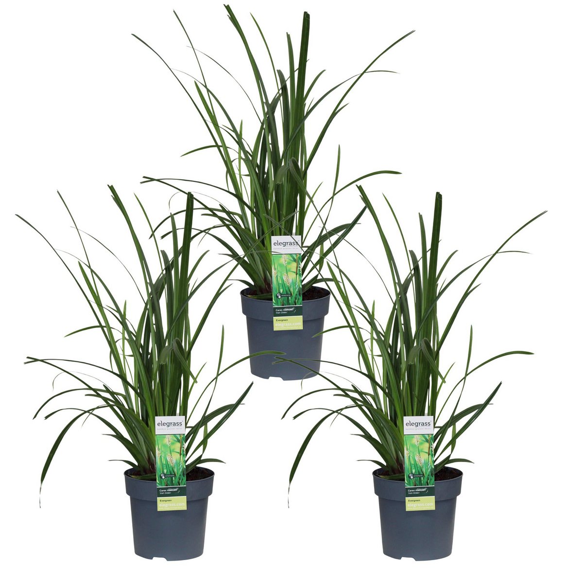 Siergras Carex Irish Green 3x Ø14 cm