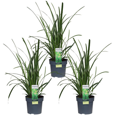 Siergras Carex Irish Green 3x Ø14 cm