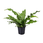 Kangoeroevaren Microsorum diversifolium Ø17cm 45cm