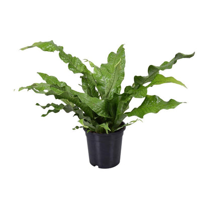 Kangoeroevaren Microsorum diversifolium Ø17cm 45cm