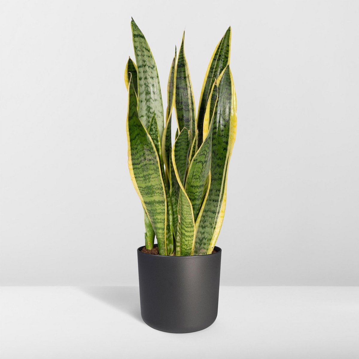 Sansevieria Laurentii Vrouwentong Ø14cm 40cm