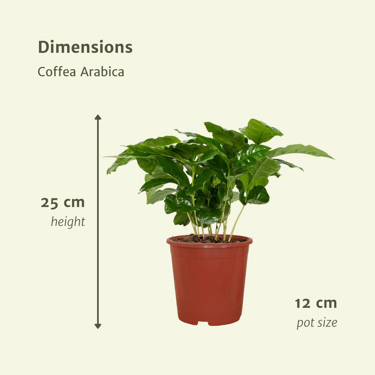 Koffieplant Coffea Arabica 2x 25cm ø12cm