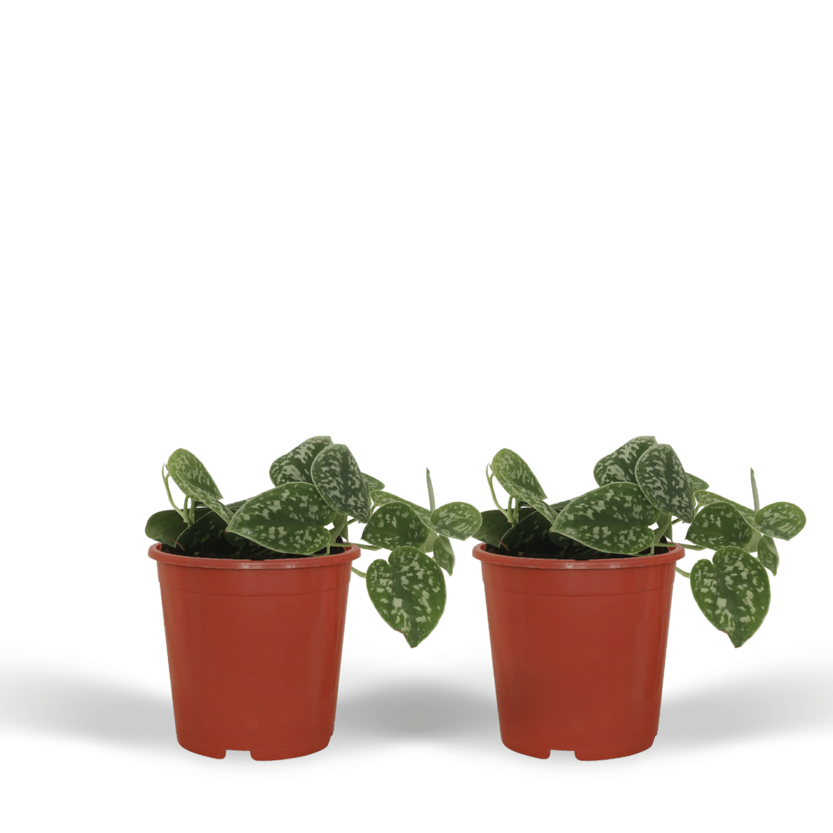 2x Scindapsus Pictus - Epipremnum - 15 cm - Ø12