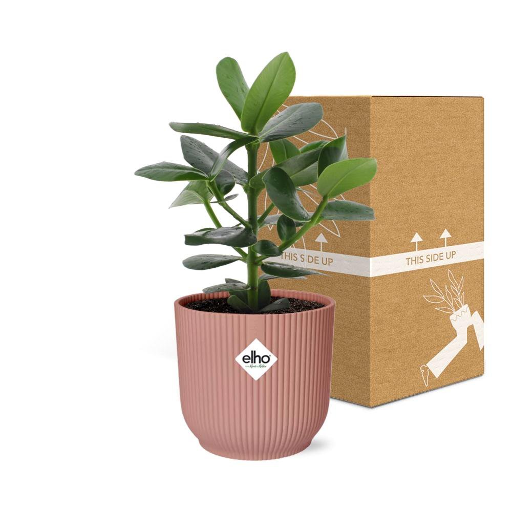Clusia Princess in Elho Vibes Fold 14cm Pink