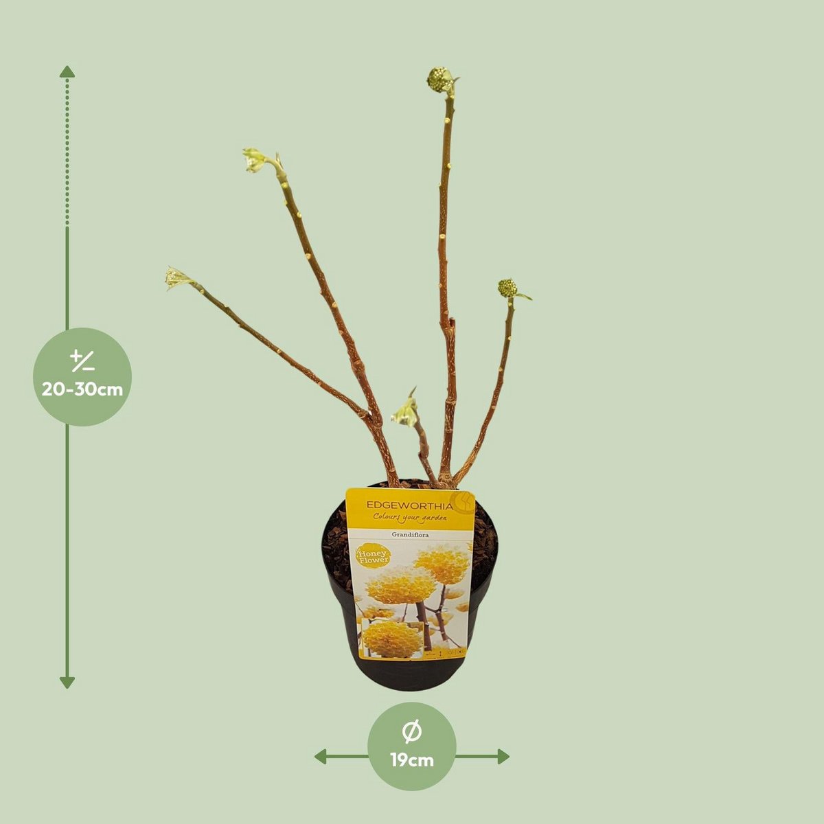Edgeworthia -shirt. 'Grandiflora' - Ø19cm - ↕30cm
