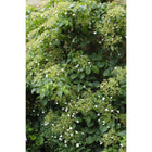 4x - Climbing Hydrangea - ↨65cm, Ø15