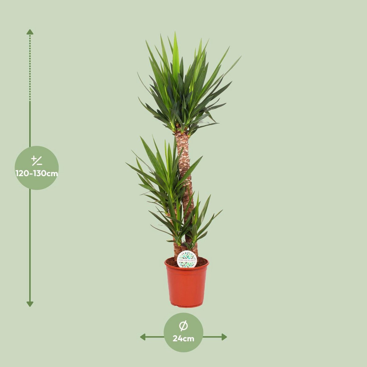 Yucca P24, 90+45+20 (3+ KOP) | [P24-H125]