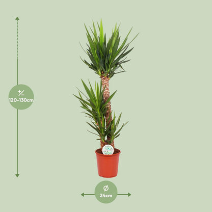 Yucca P24, 90+45+20 (3+ KOP) | [P24-H125]