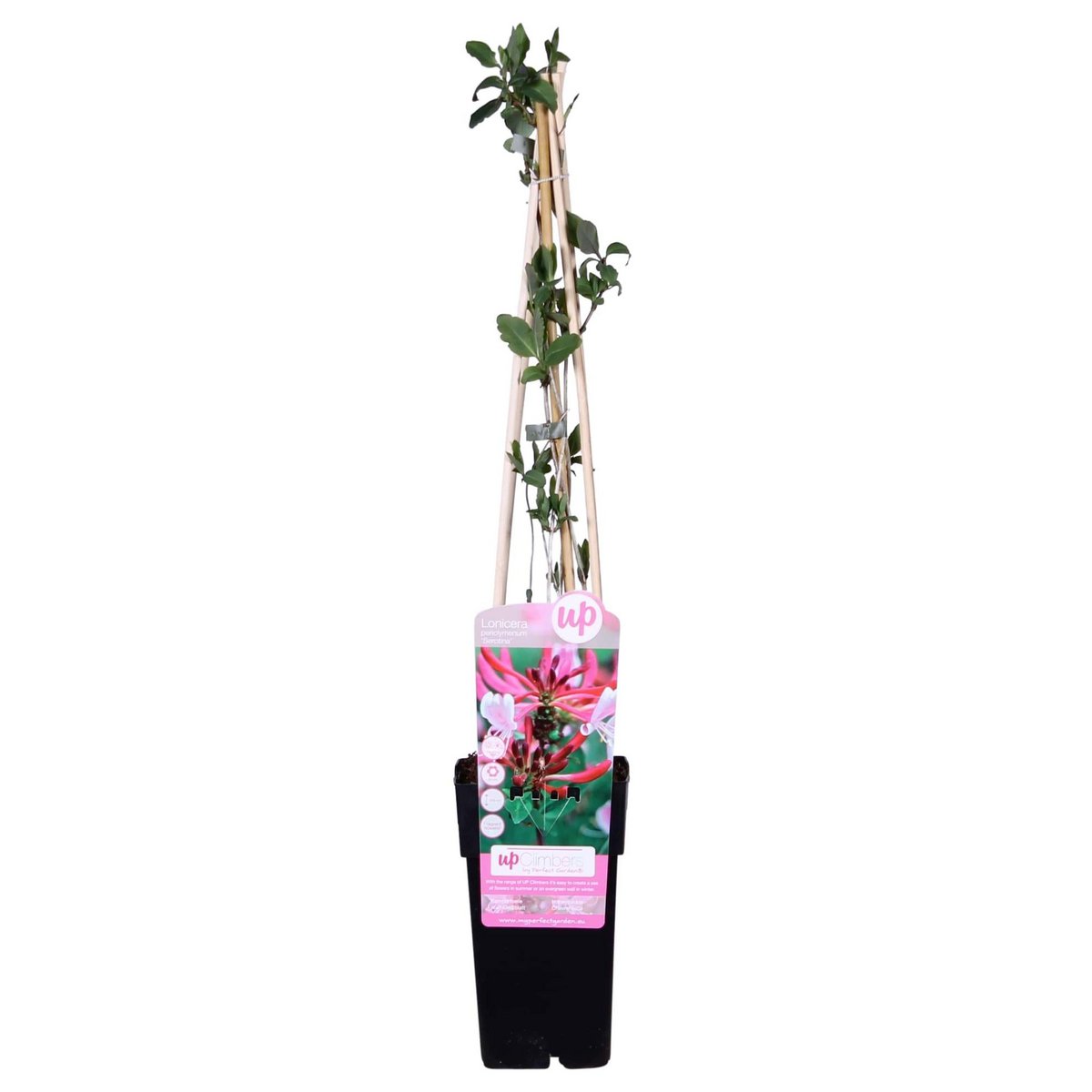Klimplant Lonicera periclymenum 'serotina' Ø15cm 65cm
