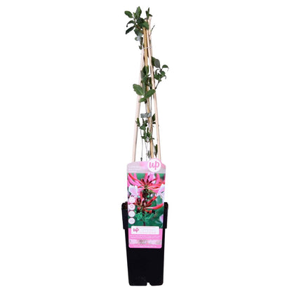 Klimplant Lonicera periclymenum 'serotina' Ø15cm 65cm