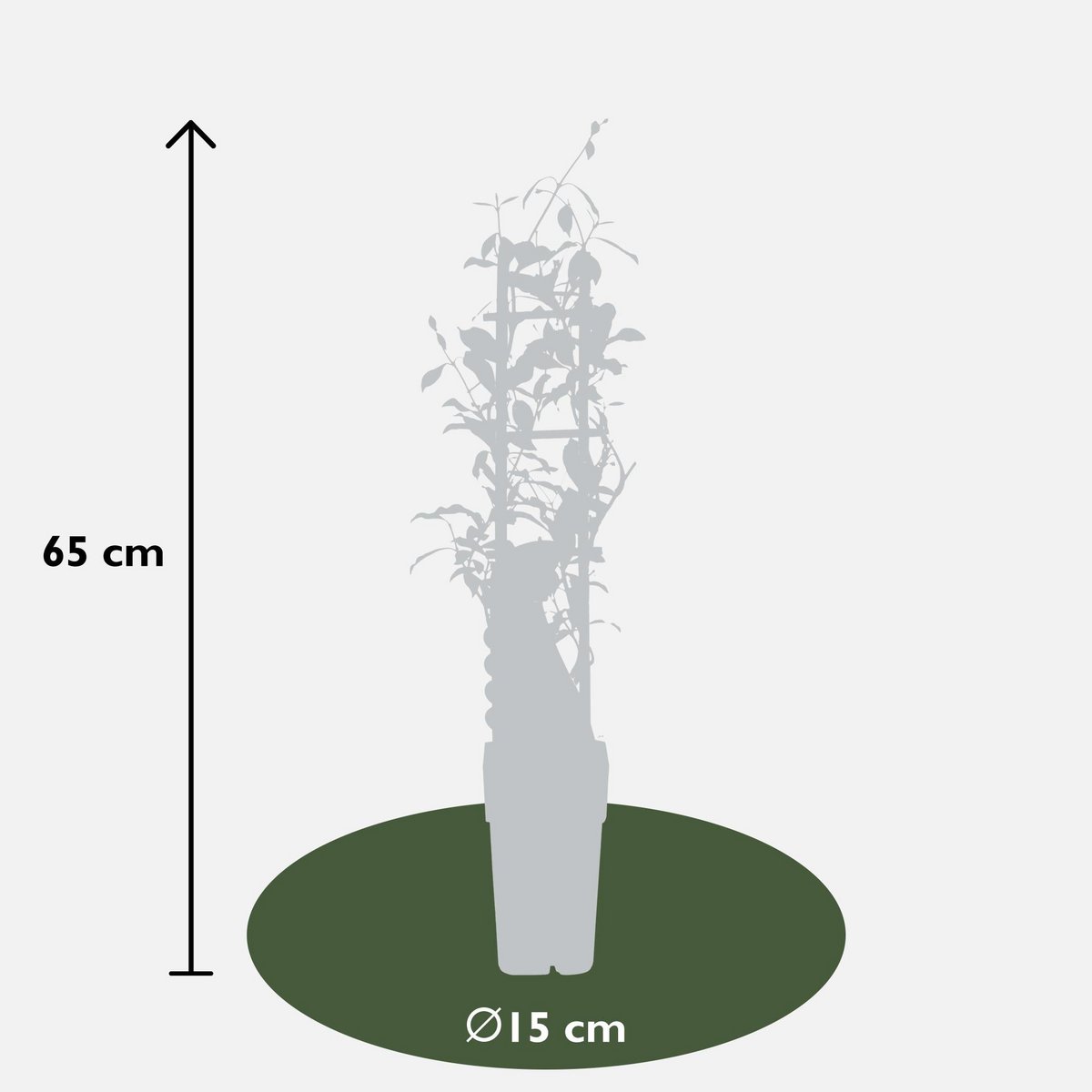 Trachelospermum 'Star of Ibiza' - Pink Star Jasmine - Ø15cm - ↕65cm