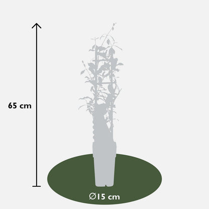 Trachelospermum 'Star of Ibiza' - Pink Star Jasmine - Ø15cm - ↕65cm