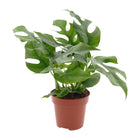 Monstera kamerplant 25 cm potmaat 12 cm