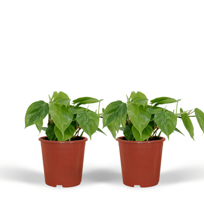2x Philodendron klimplant Ø12 cm