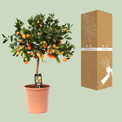 Citrus Calamondin plant 80 cm potmaat 22 cm