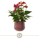 Anthurium plant met pot 16 cm burgundy