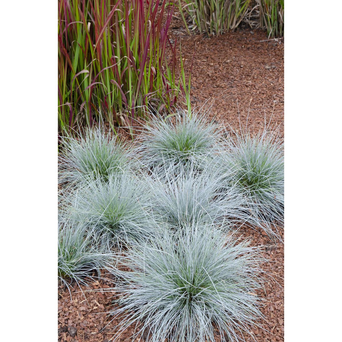 Festuca Glauca Azura Blue - Ø19cm - ↕40cm - Ø14 - ↨30cm