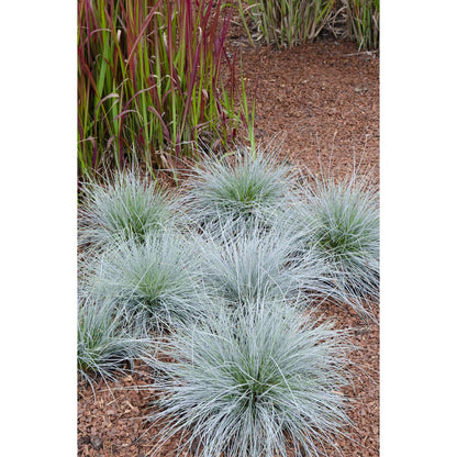Festuca Glauca Azura Blue - Ø19cm - ↕40cm - Ø14 - ↨30cm