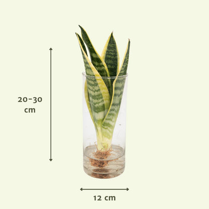 Sansevieria in cylinder glass - ø12cm - ↕30cm