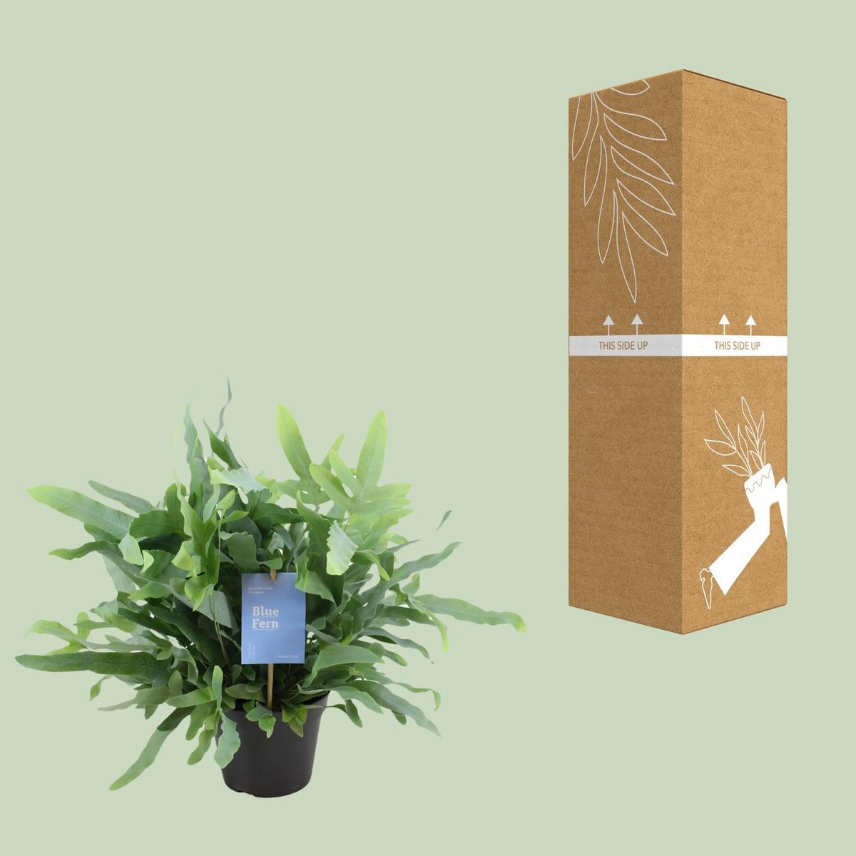 Phlebodium Blue Star Fern - Ø14cm - ↕40 cm