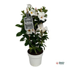 Mandevilla sundaville wit in toren 55 cm Ø17 cm