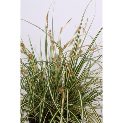 3x - Carex Hachijeensis 'Evergold' - ↨30cm - Ø14