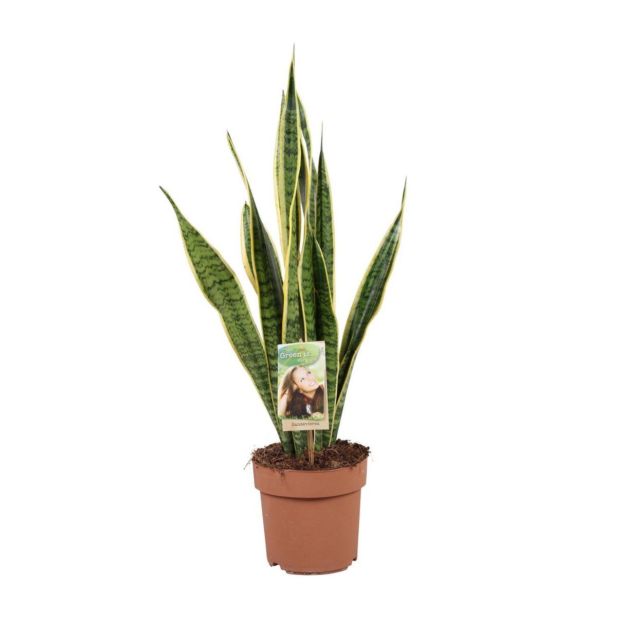 Sansevieria plant 60 cm potmaat 17 cm