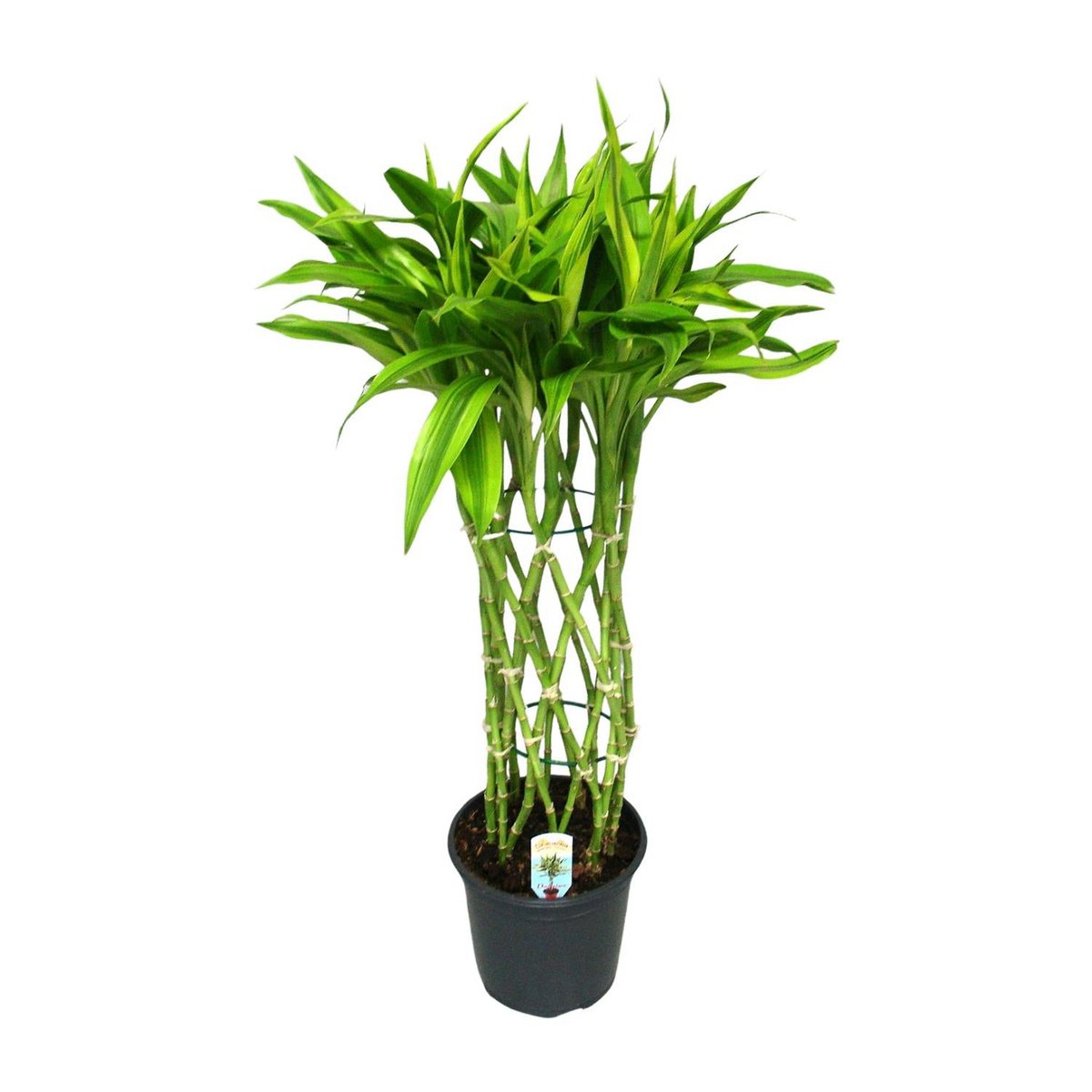 Dracaena Sandriana Gold | [P19-H70]