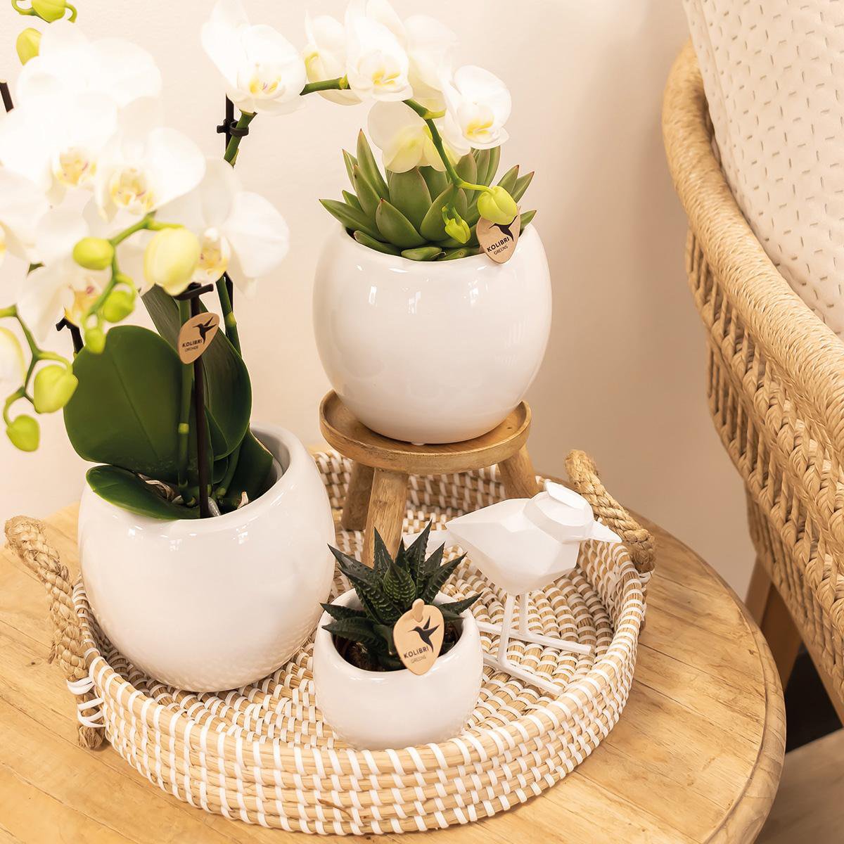 Bloempot keramiek wit Ø6 cm