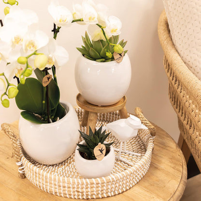 Bloempot keramiek wit Ø6 cm