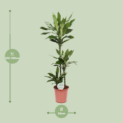 Dracaena Janet Lind 130 cm pot Ø24 cm
