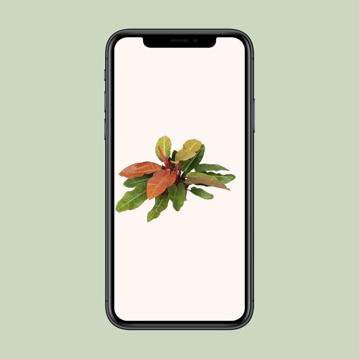 Philodendron Prince of Orange kamerplant oranje bladeren