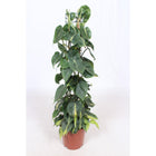 Philodendron Scandens Brasil Heartleaf Houseplant For Home