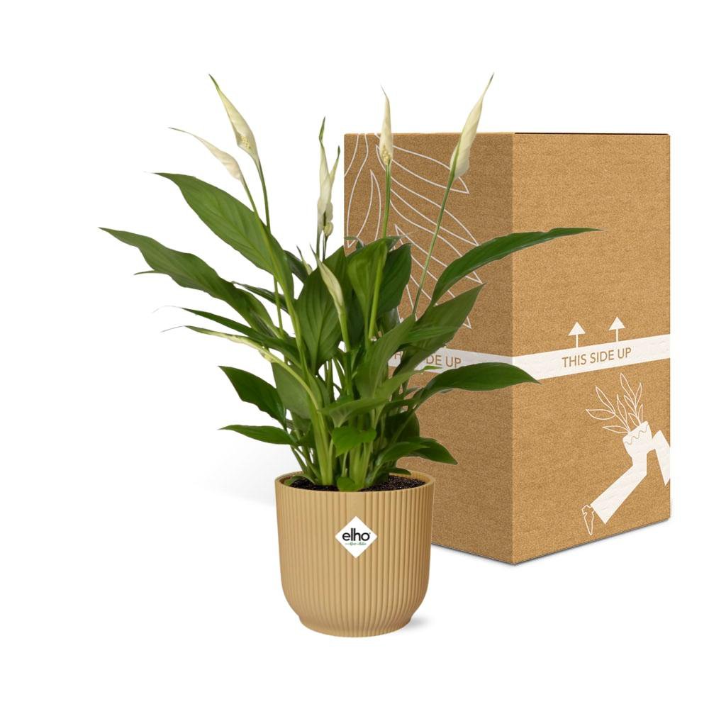 Spathiphyllum 12 cm torelli in Elho vibes vouw 14 cm geel