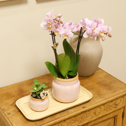 Plantenset met Roze Orchidee, Succulent, Vintage Witte Potten en Bamboe Dienblad