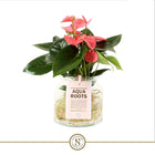 Anthurium Pink Champion glazen pot