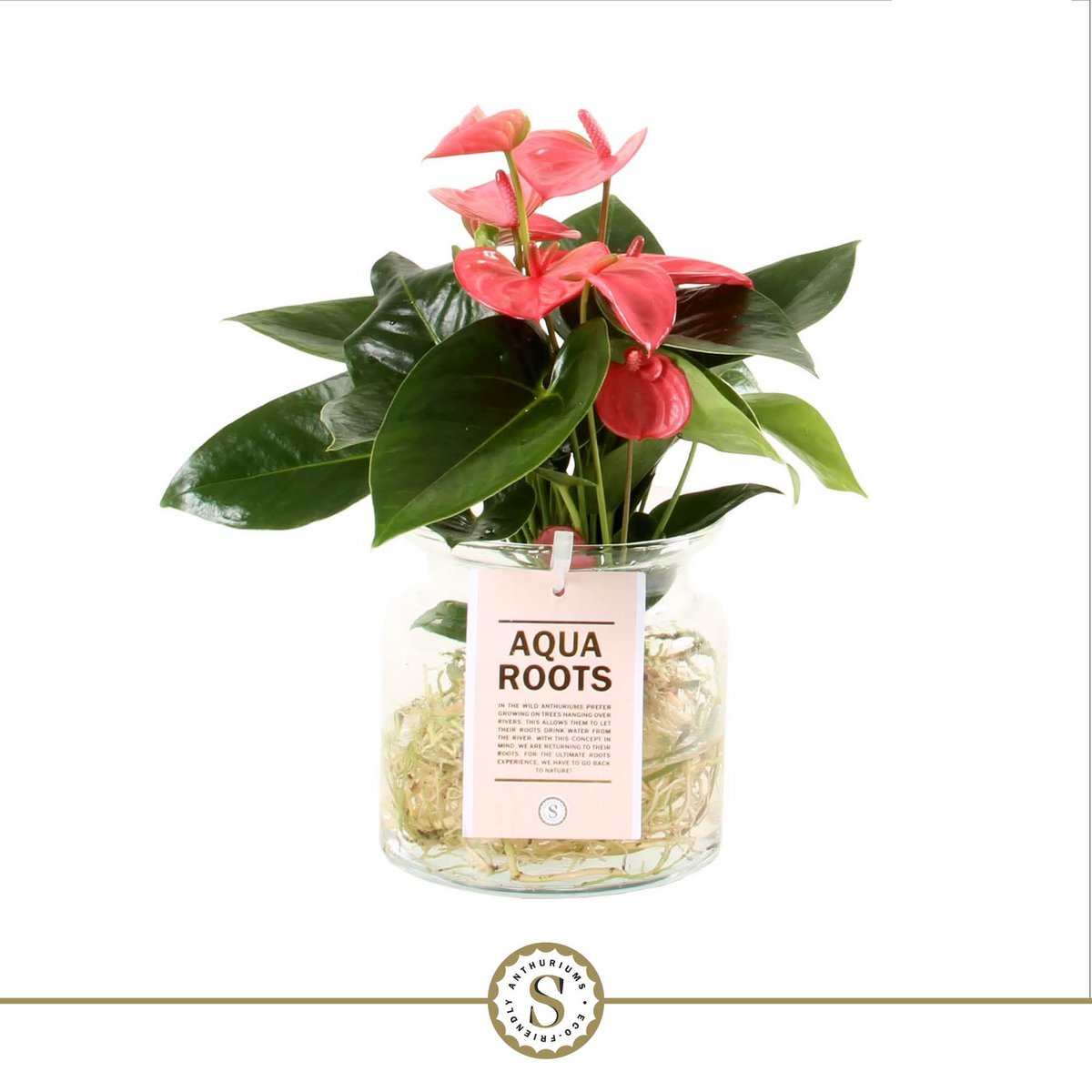 Anthurium Pink Champion glazen pot