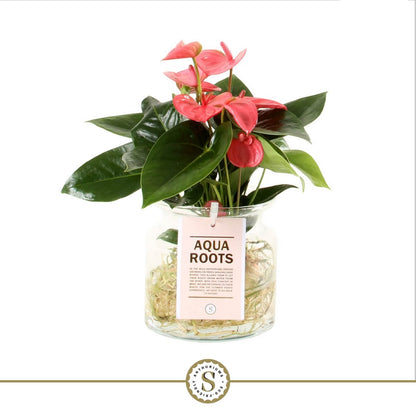 Anthurium Pink Champion glazen pot