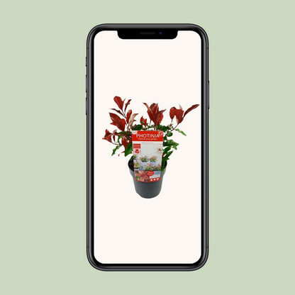 Photinia fras. 'Magische vulkaan' - Ø19cm - ↕30cm