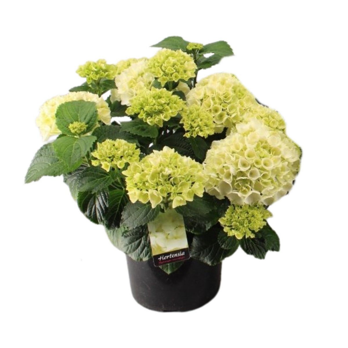 Hortensia Wit P23 - Ø23cm - ↕40cm