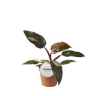 Kamerplant Philodendron Burgundy Princess Ø12cm ↕25cm